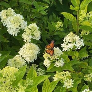 Meet your Posher, Hayat